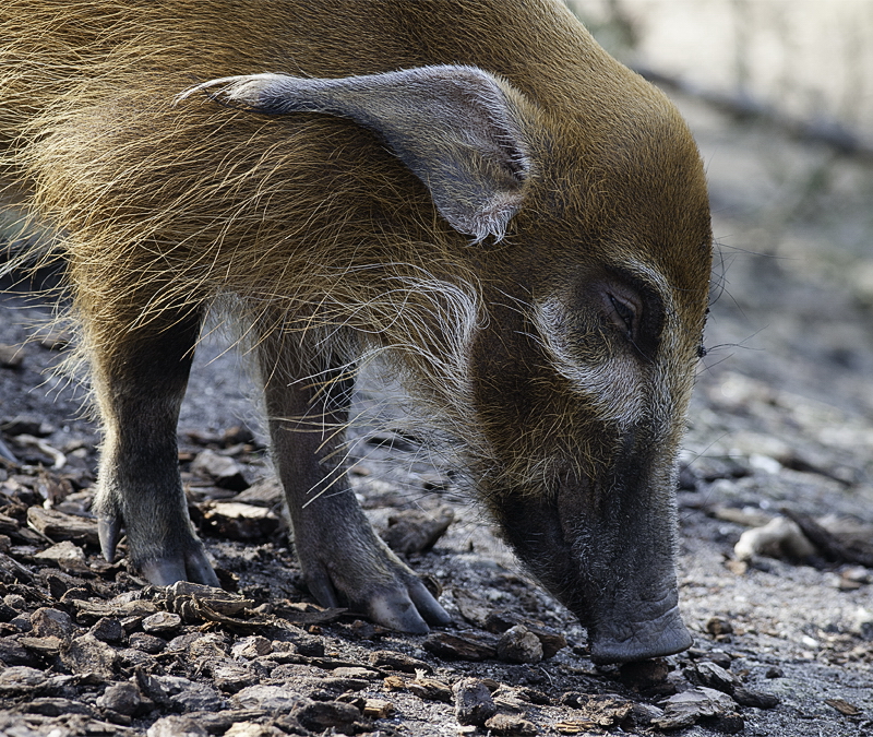 001 20110315_Schwein Tiere D35_2495-Bearbeitet als Smartobjekt-2 Kopie.jpg